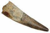 Fossil Spinosaurus Tooth - Real Dinosaur Tooth #215393-1
